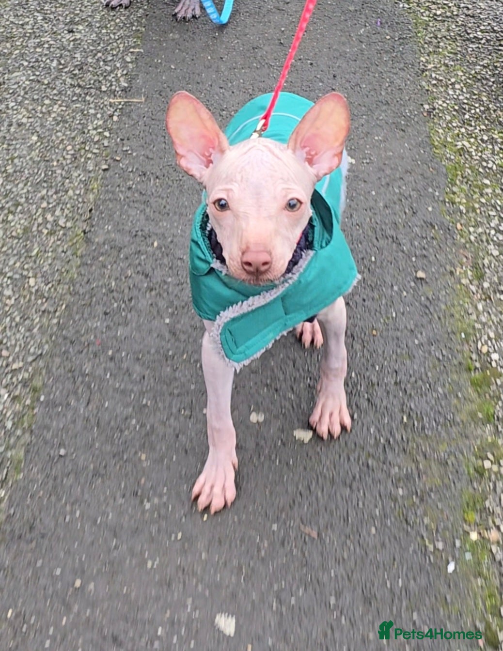 Mexican Hairless dogs XOLO Last liver boy RKC registered  - Advert 1