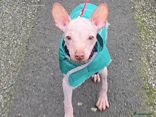 Mexican Hairless dogs XOLO Last liver boy RKC registered - Advert 2