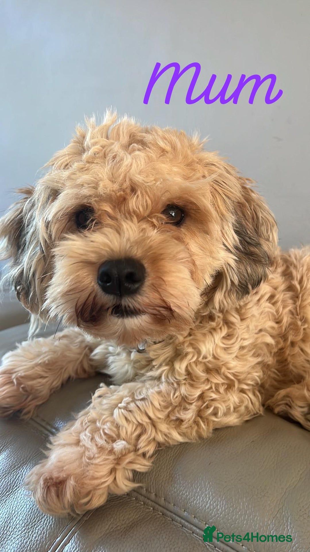 Havapoo dogs for sale: Havapoo Puppies - Advert 6