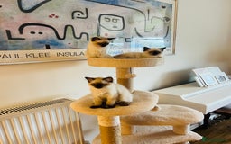 Ragdoll cats for sale: Beautiful seal point kittens  - Image 4