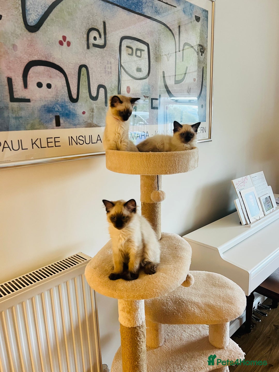 Ragdoll cats for sale: Beautiful seal point kittens  - Image 4