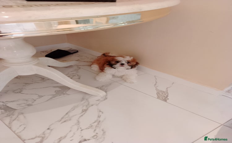 Shih Tzu dogs - Advert 4