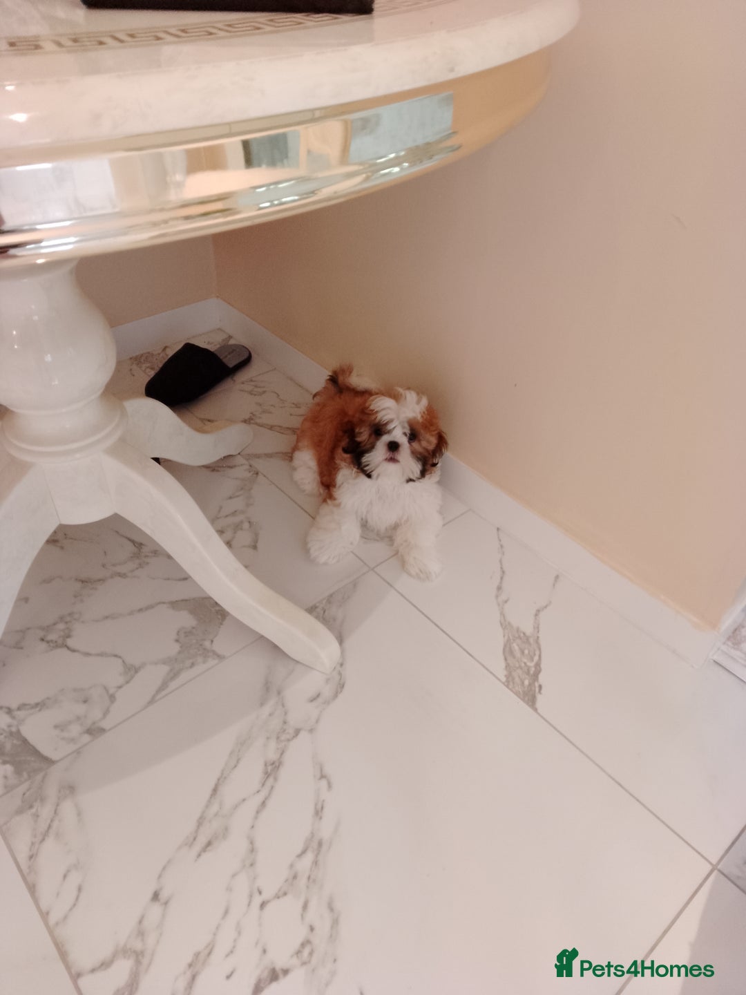 Shih Tzu dogs for sale: One shih Tzu boy - Image 1