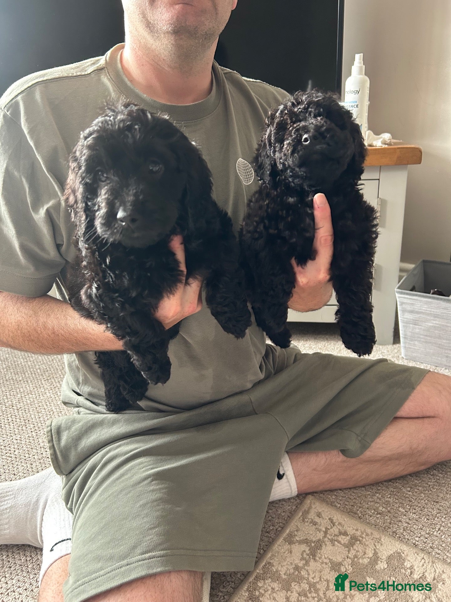 Cockapoo dogs Cockapoo puppies *READY TO LEAVE NOW* - Advert 1