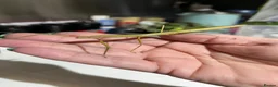 Stick Insects invertebrates for sale: Indian Stick Insects Eggs - Advert 4