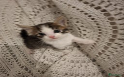 British Shorthair cats for sale: beautiful kittens available to pick up - Image 3