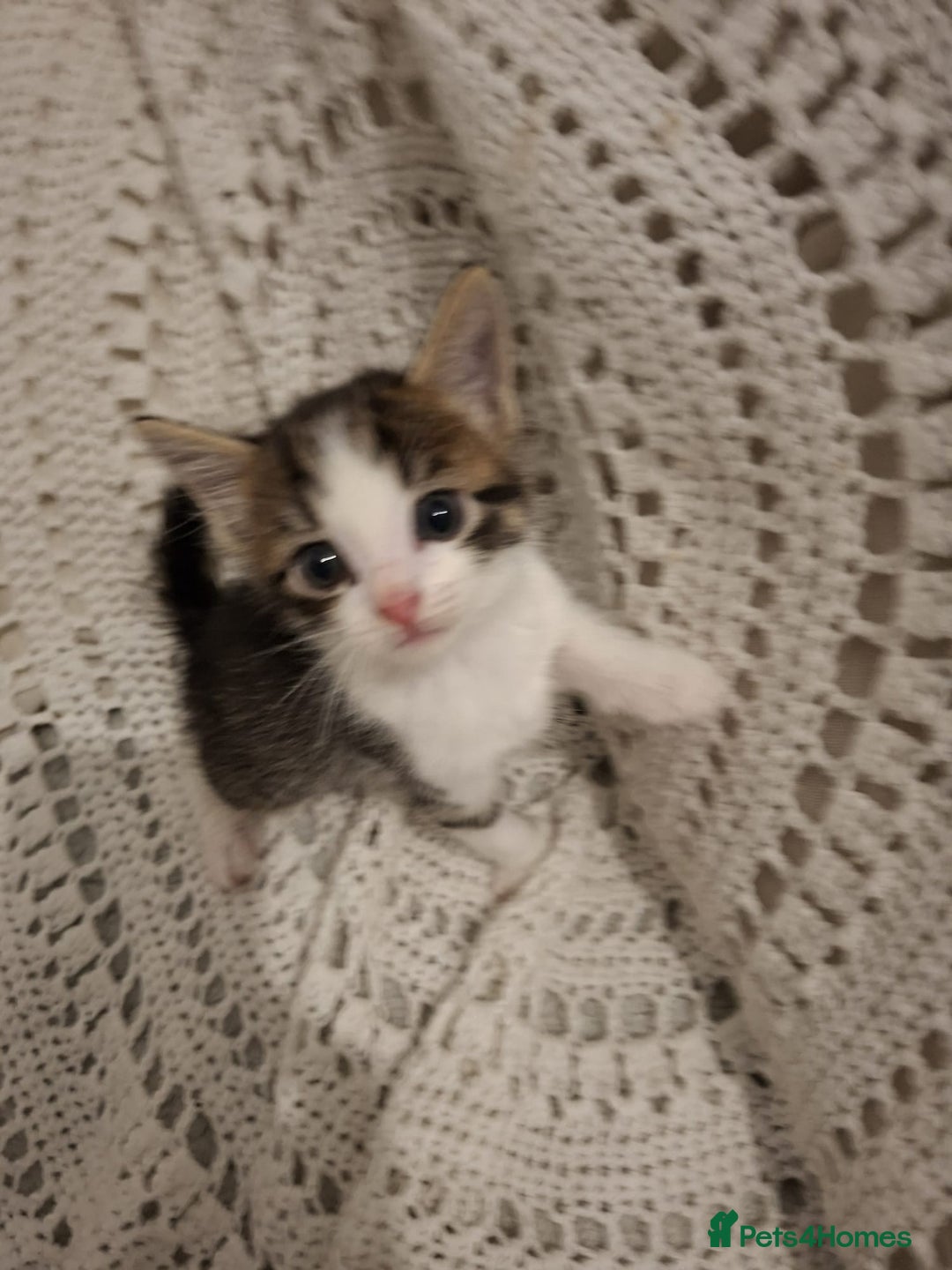 British Shorthair cats for sale: beautiful kittens available to pick up - Image 3