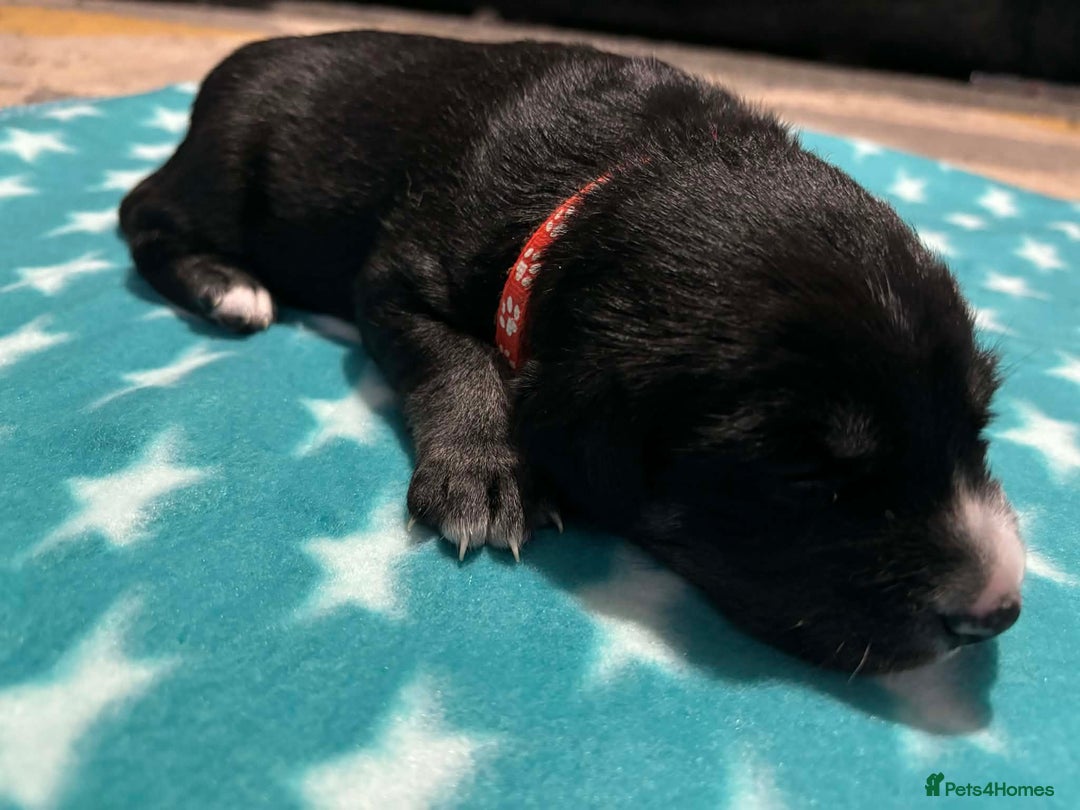 Mixed Breed dogs for sale: Husky x labrador puppies - Advert 6