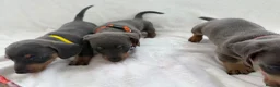 Dachshund dogs for sale: Miniature dachshund puppies in Perth - Advert 6