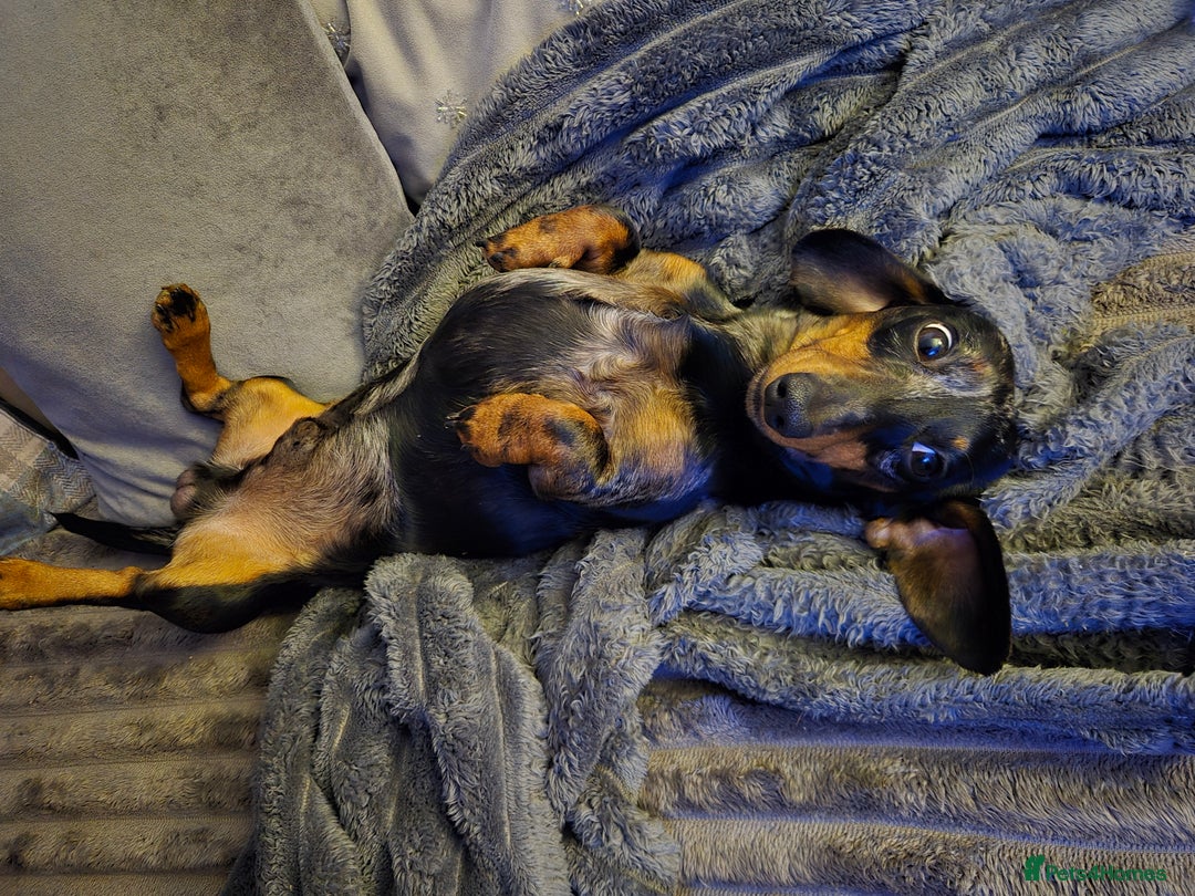 Miniature Dachshund dogs for sale: Mini daschund  - Image 4