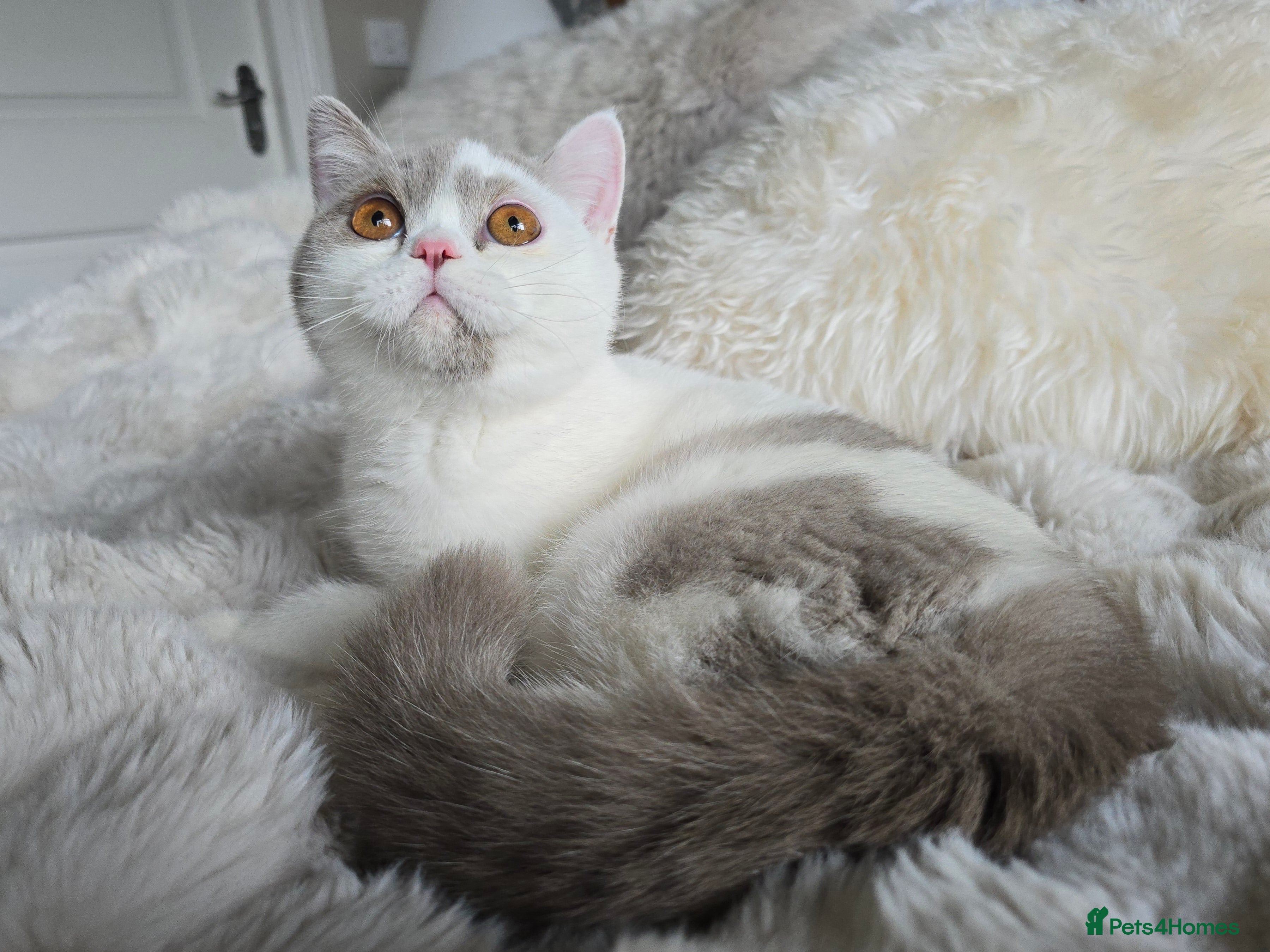 British Shorthair cats British Shorthair Girl and Boy - Advert 1