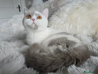 British Shorthair cats British Shorthair Girl and Boy - Advert 1