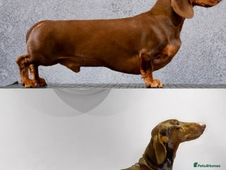 Dachshund dogs in Market Harborough - Advert 3