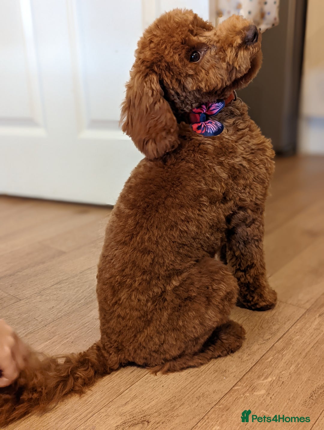 Maltipoo dogs for sale: Lola and Kenny's pups  - Advert 2