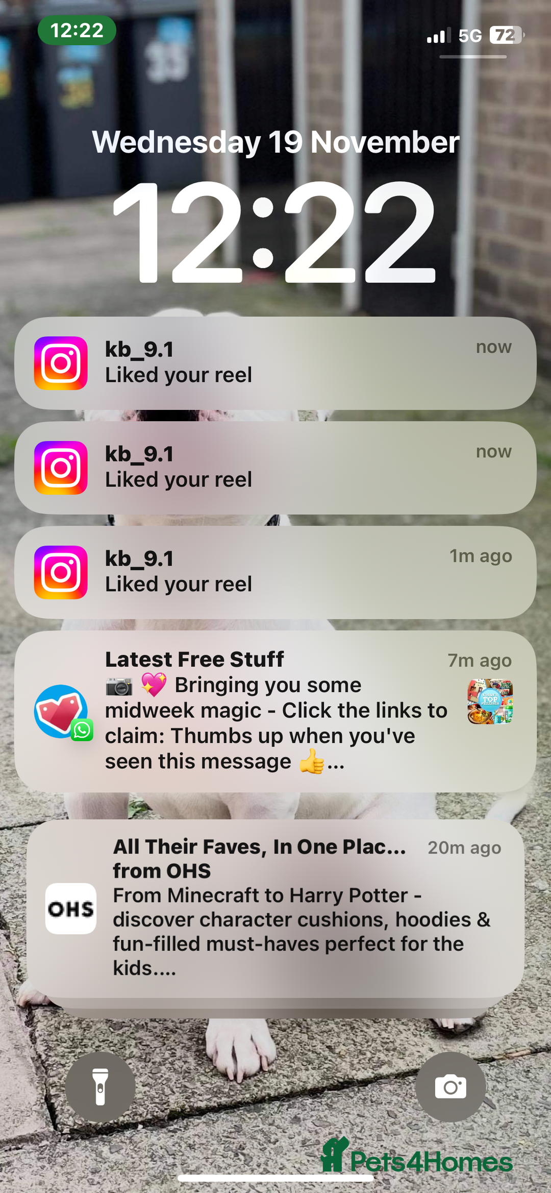 Mixed Breed dogs for sale: 4 pups - Advert 10