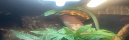 Lizard reptiles for sale: Green keel lizard full set up waterfal - Advert 3