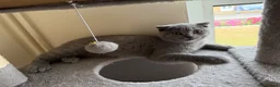Mixed Breed cats for sale: British shorthair and Scottish fold kittens  - Advert 8