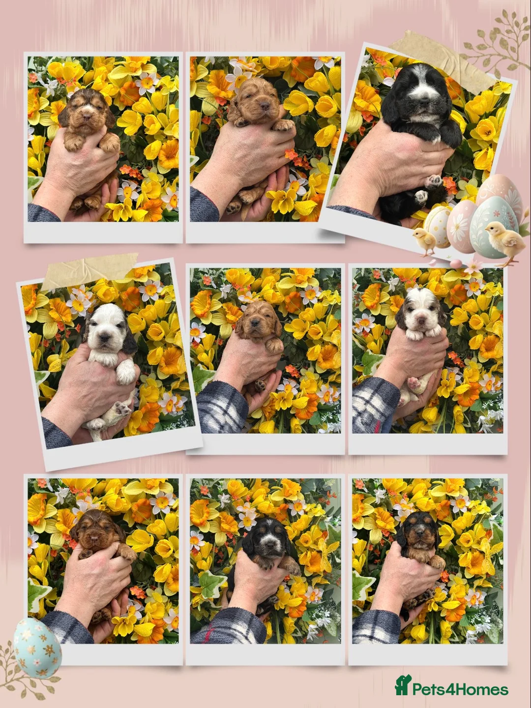 Cocker Spaniel dogs for sale: Kc reg dna tested show type cocker spaniel puppies - Advert 1