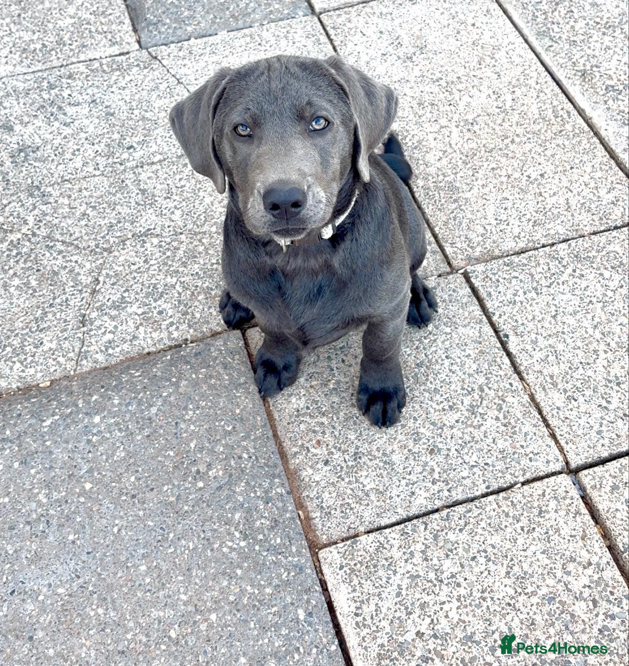 Labrador Retriever dogs Part Puppy Trained KC Charcoal Labrador  - Advert 1