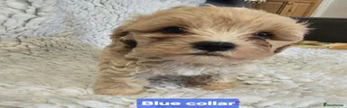 Mixed Breed 1