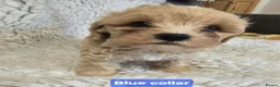 Cavapoochon dogs for sale: Cavapoochon Puppies - Advert 5