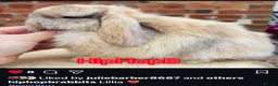 Mini Lop rabbits for sale: Pedigreed pure bred baby mini lops  - Advert 4