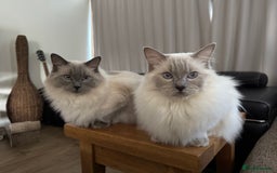 Ragdoll cats for sale: Two beautiful Ragdoll Cats for a New Loving Home - Image 8