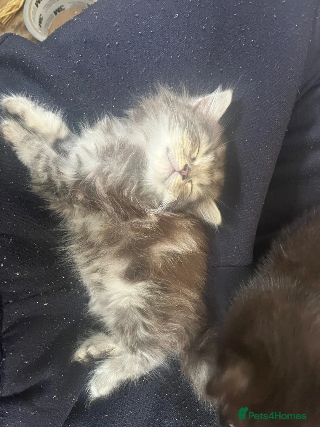 Mixed Breed cats for sale: 4 gorgeous mixed breed kittens - Advert 1