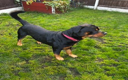 Rottweiler dogs for stud: 2.5 year old Rottweiler for stud  - Image 1