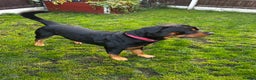 Rottweiler dogs for stud: 2.5 year old Rottweiler for stud  - Advert 1