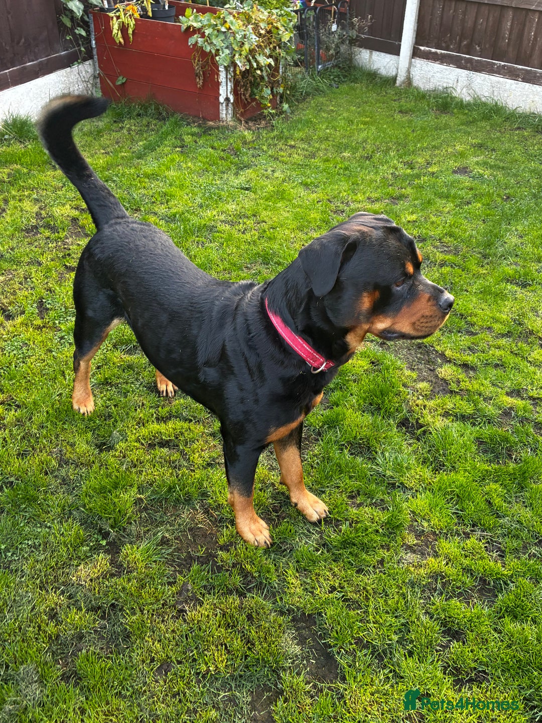 Rottweiler dogs for stud: 2.5 year old Rottweiler for stud  - Image 1