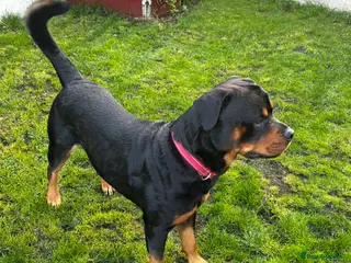 Rottweiler dogs 2.5 year old Rottweiler for stud - Advert 9