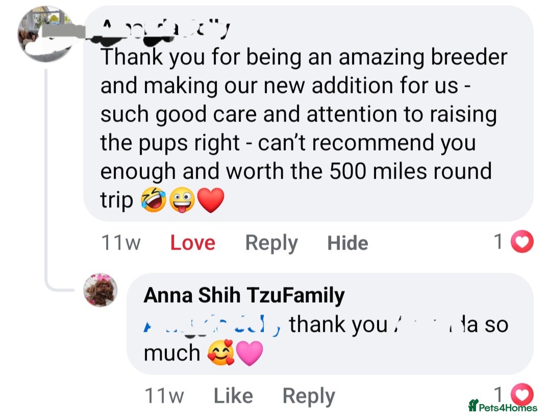 Shih Tzu dogs for sale: Last gorgeous tiny chocolate boy available - Advert 9