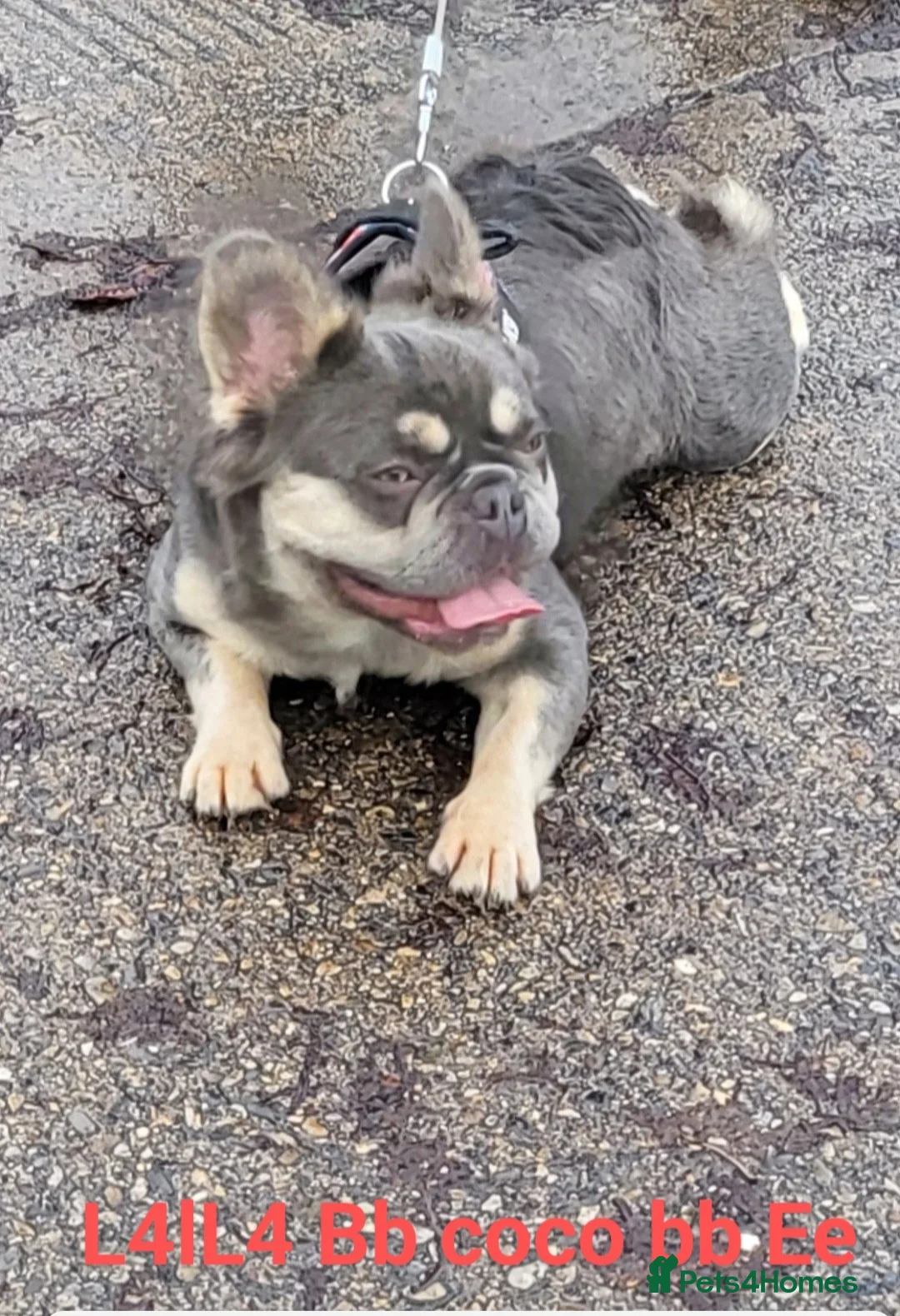 French Bulldog dogs for stud: RAGNAR lilac tan visual fluffy frenchbulldog stud  in Pontefract - Advert 2