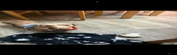 Miniature Dachshund dogs for sale: 2 dashunds  - Advert 3