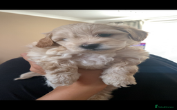 Lhasapoo dogs for sale: Lhasapoo puppies - Image 2