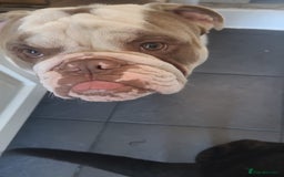 English Bulldog dogs for sale: Bronson - Image 3