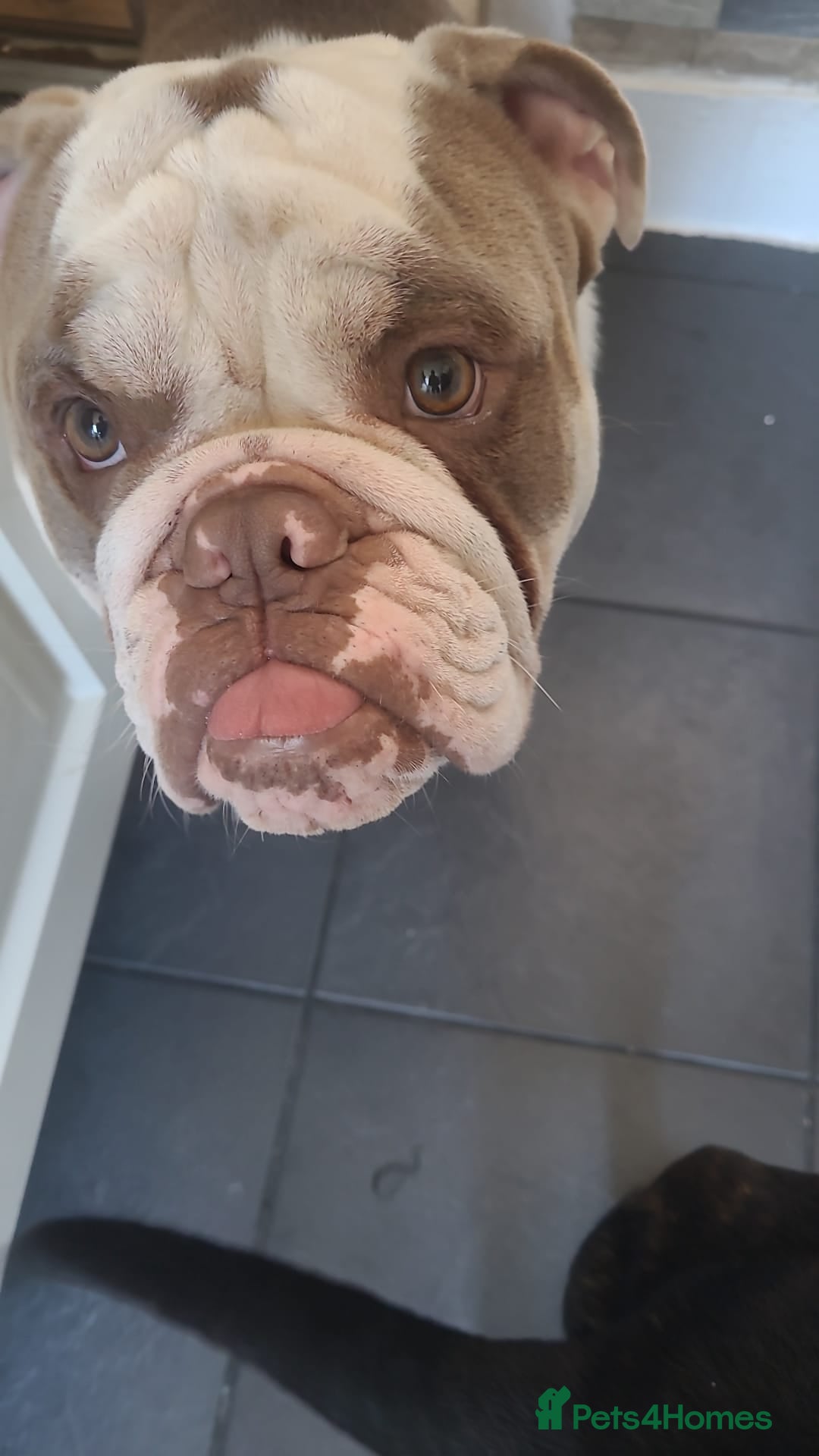 English Bulldog dogs for sale: Bronson - Image 3