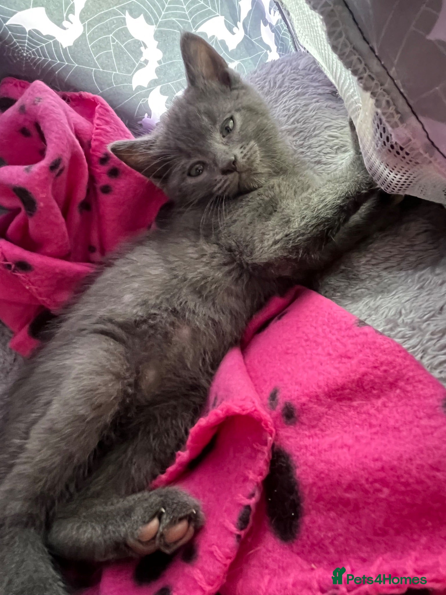 Domestic Shorthair cats Lovely tabby kittens - Advert 2