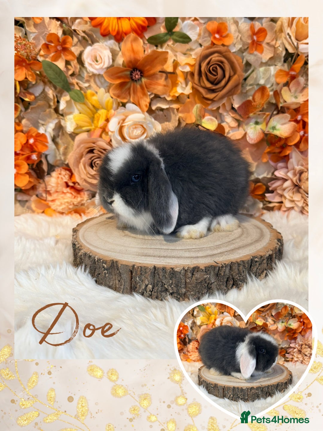 Mini Lop rabbits for sale: VACCINATED MINI LOPS BUNNIES - Advert 5