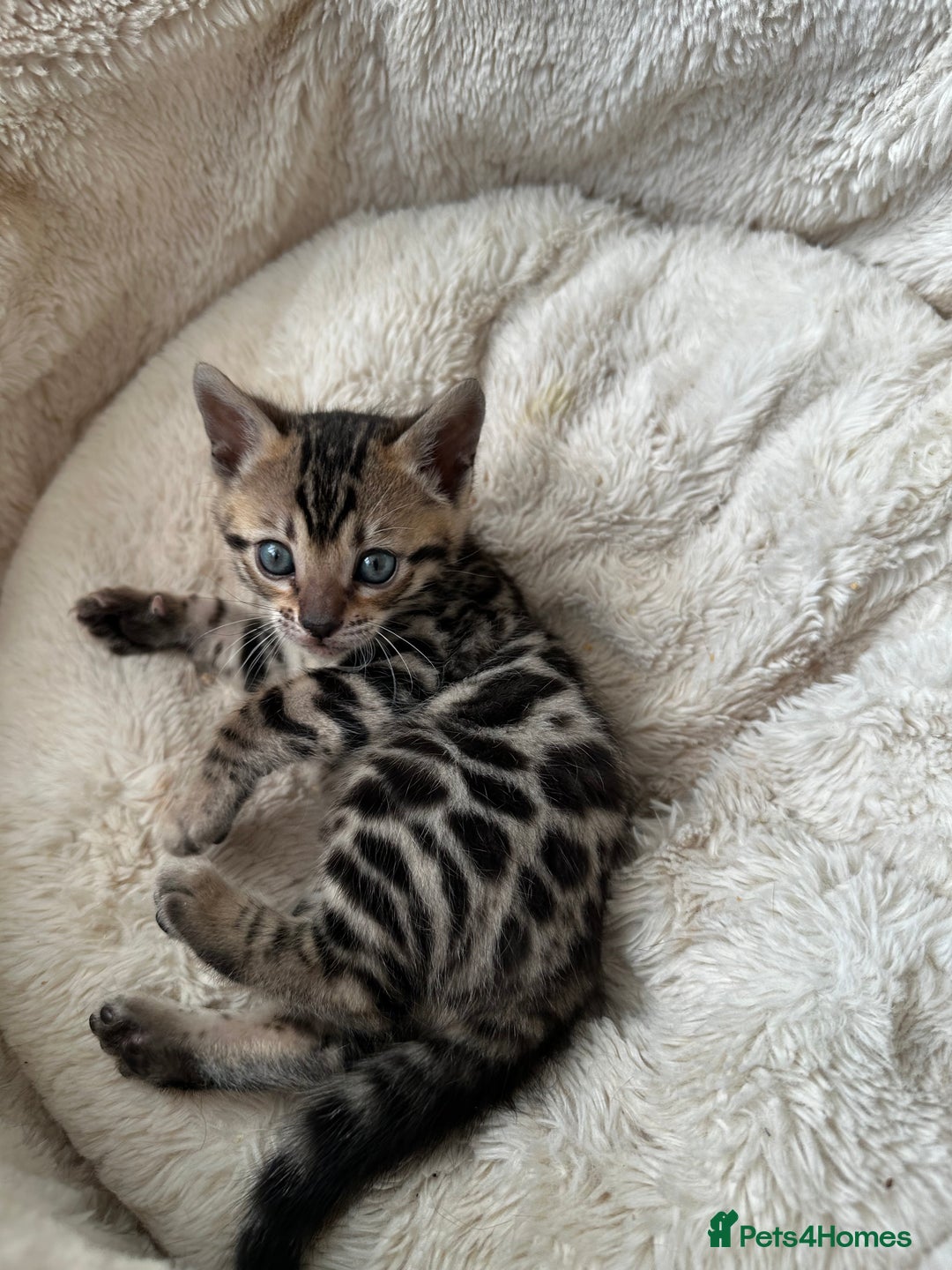 Bengal cats for sale: TICA registered bengal kittens available! - Advert 8