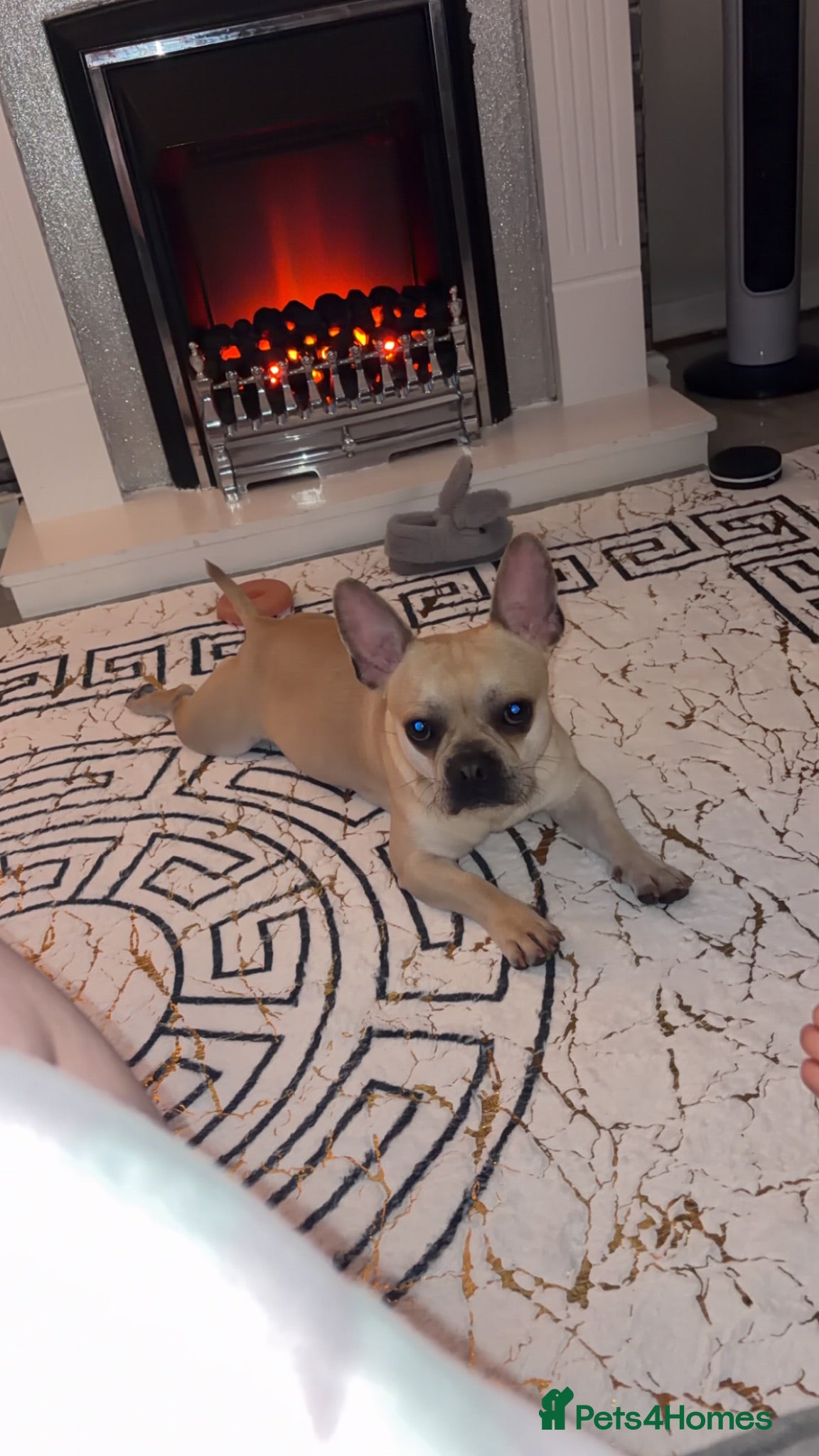 Mixed Breed dogs Frenchie Cross  - Advert 2