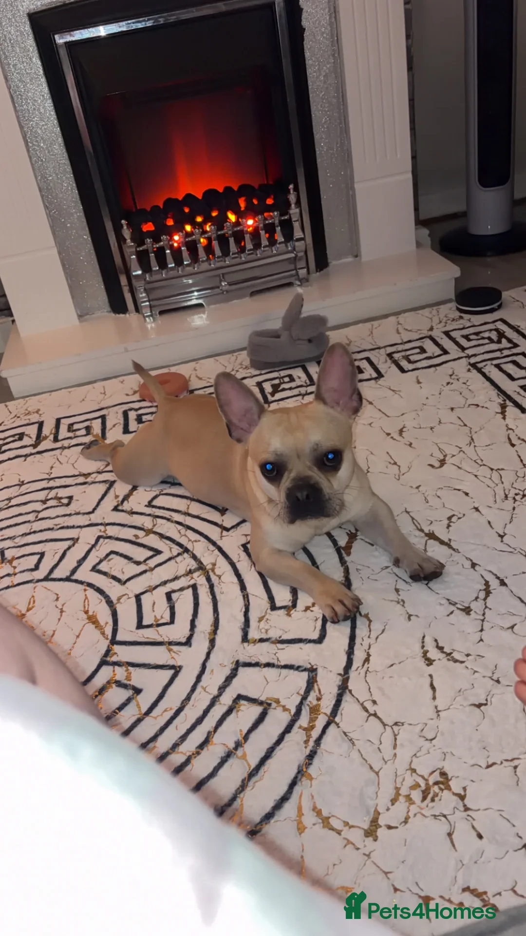 Mixed Breed dogs for sale: Frenchie Cross  - Advert 1