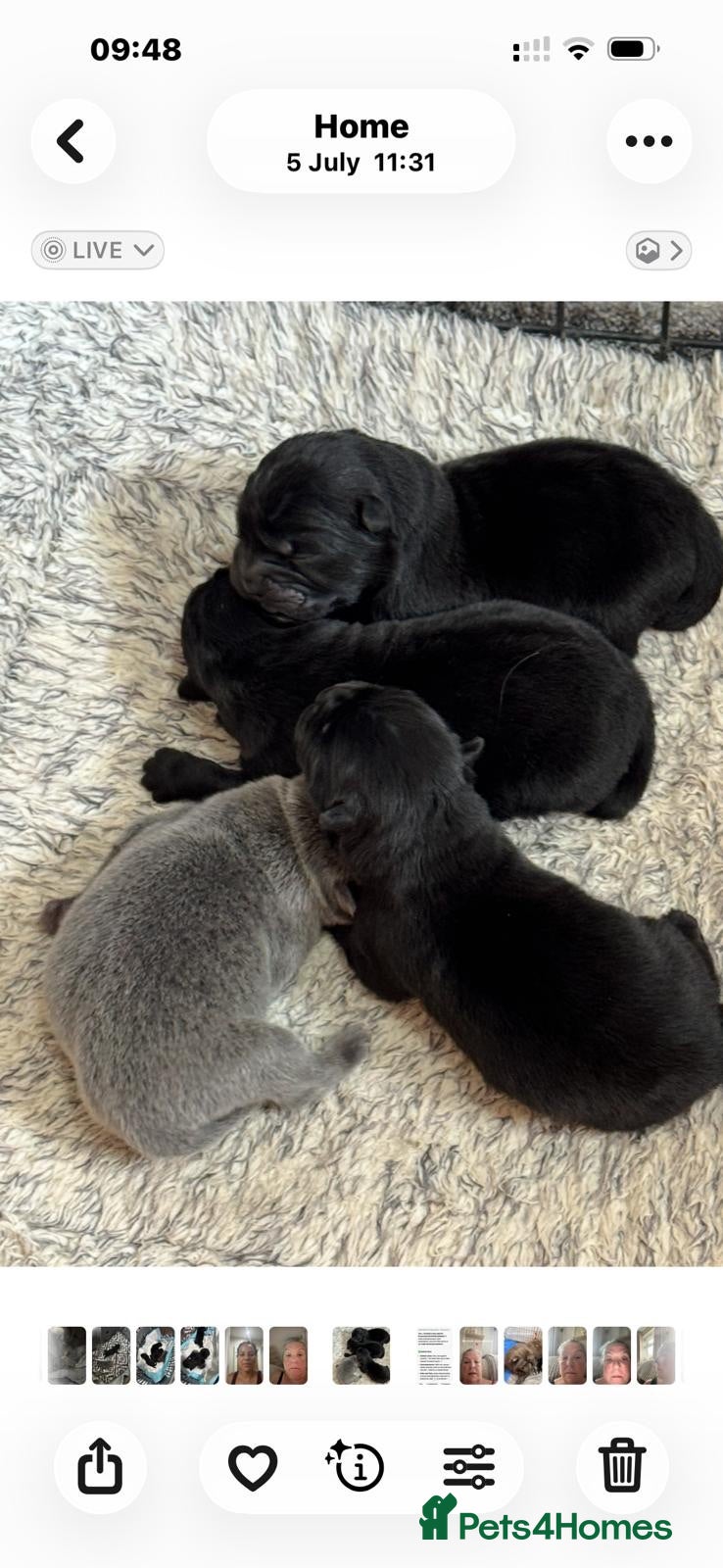 Chow Chow dogs 🧬 KC pure pedigree champion pups 🐻  - Advert 2