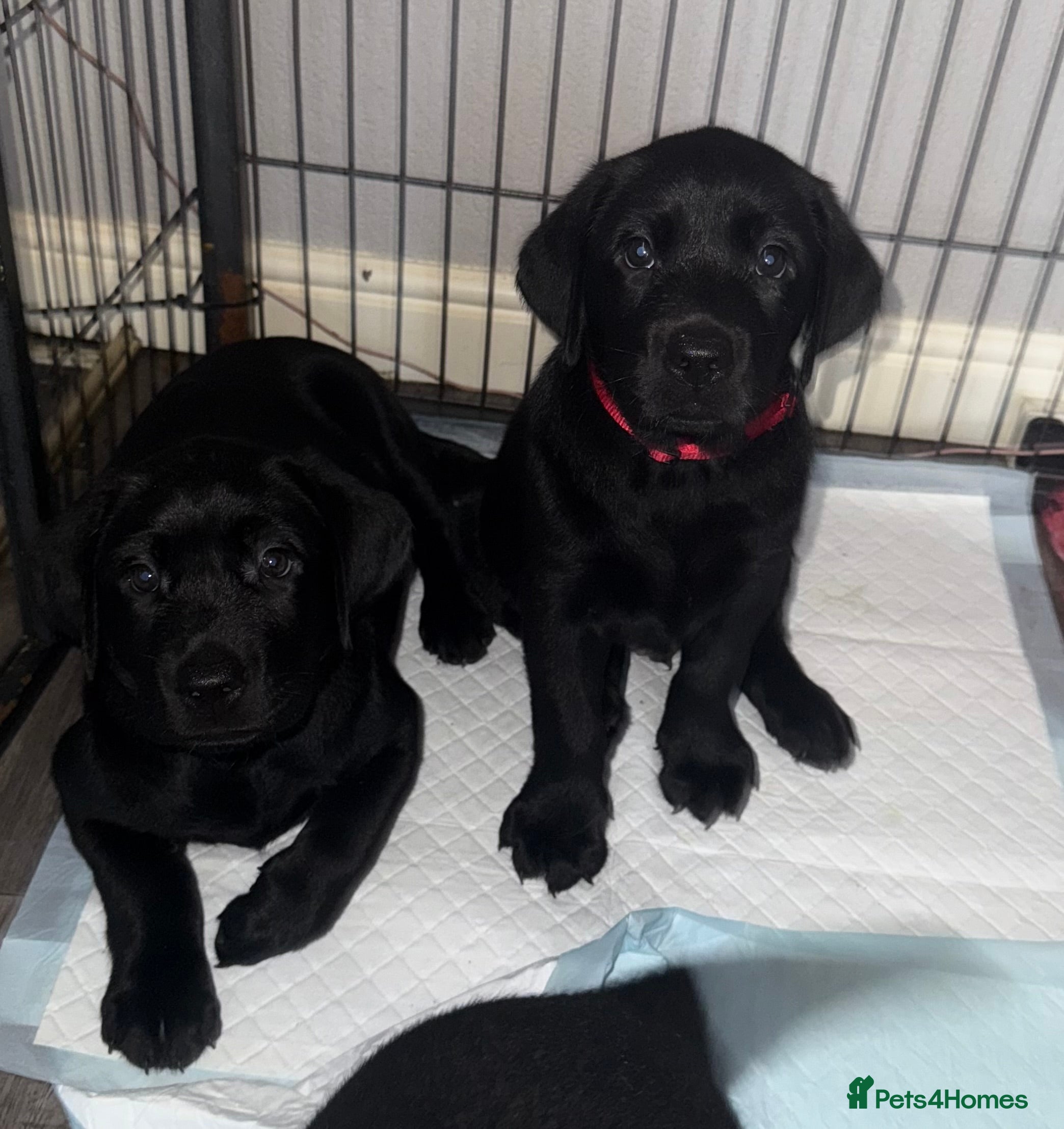 Labrador Retriever dogs (REDUCED) KC registered Labradors  - Advert 2