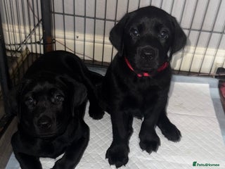 Labrador Retriever dogs (REDUCED) KC registered Labradors - Advert 6