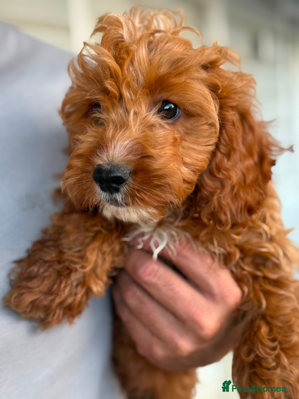 Cockapoo dogs Gorgeous F1 Cockapoo puppies  - Advert 2