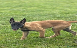 Belgian Shepherd Dog dogs for sale: Exceptional Only-Pup Male Belgian Shepard in Blackburn - Image 1