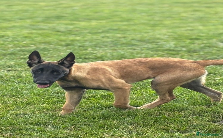 Belgian Shepherd Dog dogs in Blackburn - Advert 1