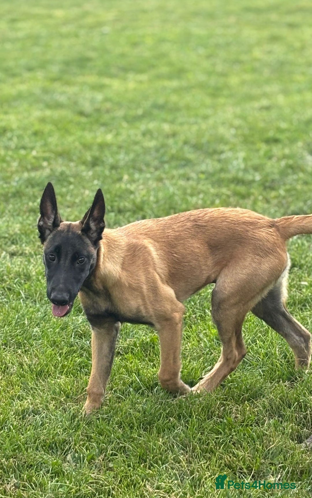 Belgian Shepherd Dog dogs for sale: Exceptional Only-Pup Male Belgian Shepard in Blackburn - Image 1